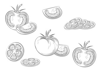 Tomatoes. Engraving vintage vector illustration