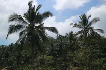 Fototapeta na wymiar Palmen Dschungel grün saftig tropisch