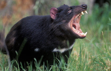animals tasmanian devil