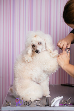 Dog grooming process. Close up shot of professional groomer trimming dog's claws. Apricot dwarf poodle.