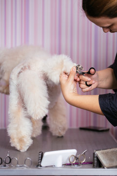 Dog grooming process. Close up shot of professional groomer trimming dog's claws. Apricot dwarf poodle.