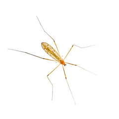 Yellow Fever, Malaria or Zika Virus Infected Mosquito Insect Isolated on White