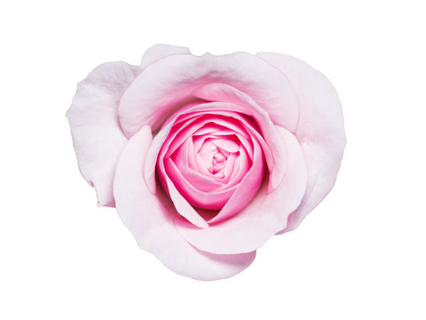Beautiful Rose Flower Bud Isolated on White Background