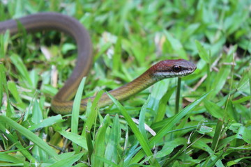 snake moving on the grass