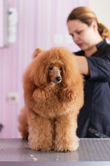 Dog grooming process. Red dwarf poodle sits on the table while being brushed and styled by a professional groomer.