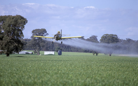 rural crop dusting wheat crop near Cowra aircraft plane