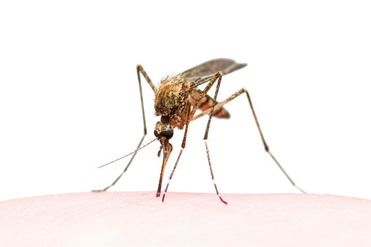 Yellow Fever, Malaria or Zika Virus Infected Mosquito Insect Bite Isolated on White