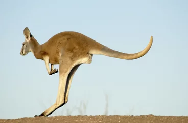 Peel and stick wall murals Kangaroo red kangaroo in Sturt National Park, NSW, Australia.