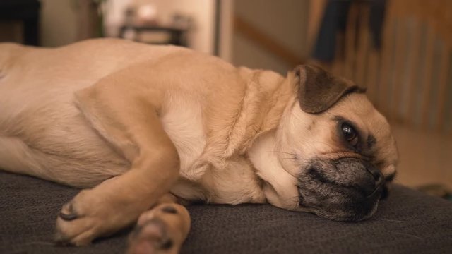 Cute pug mix puppy laying on a sofa being really tired .