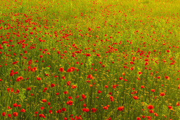 campo di papaveri