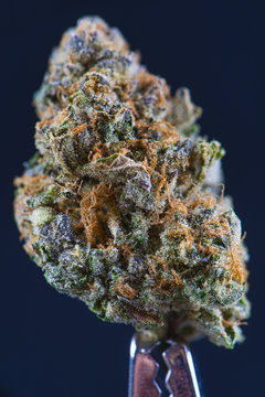 Macro detail of cannabis bud (forum cut cookies marijuana strain) isolated over black