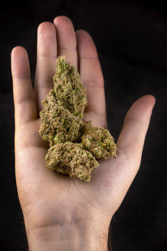 Hand holding medical marijuana buds (girl scout cookie cannabis strain