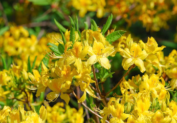 The Japanese yellow deciduous rhododendron (Rhododendron molle japonicum)