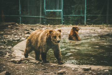 bear walking round the pond