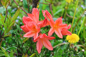 The Japanese red deciduous rhododendron (Rhododendron molle japonicum)