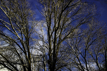 Light Snow on Tree Tops