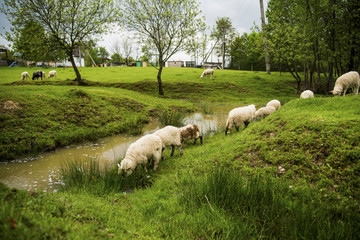 Naklejka premium sheeps in green park near the river