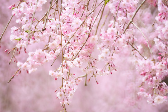 しだれ桜