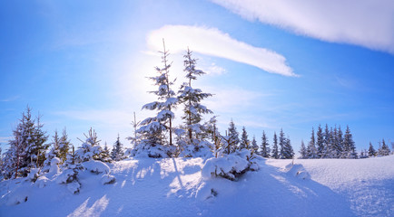  Snow covered trees in Carpathian mountains in frosty winter sunny day.