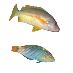Tropical reef fish isolated on white background. Onespot Snapper and Checkerboard Wrasse
