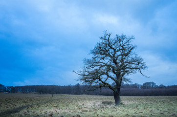 Lonely Tree