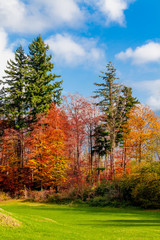 Fototapeta premium Beautiful autumn forest. forest landscape