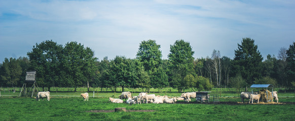 Fototapeta na wymiar white cows in a grassy field. Cows on a summer pasture