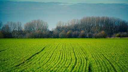 Farm Landscape. green field. Farmland fields