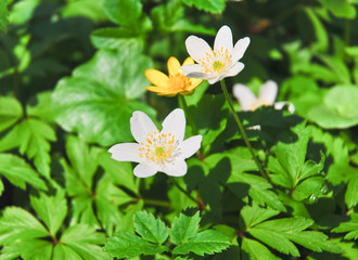 White flowers of wood anemone or windflower (Anemone nemorosa) and yellow flower of lesser celandine or pilewort (Ficaria verna)