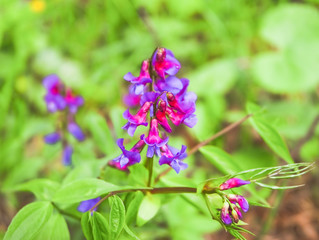 Flowers of spring vetchling, or spring vetch (Lathyrus vernus)