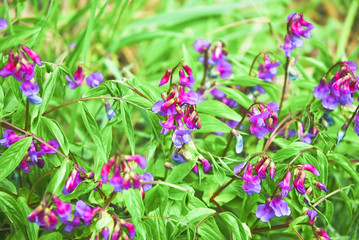 Flowers of spring vetchling, or spring vetch (Lathyrus vernus)