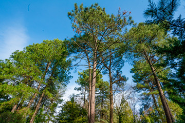 pine forest. Natural Green Pine forest