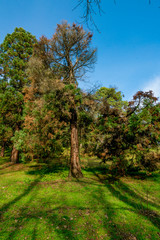 pine forest. Natural Green Pine forest