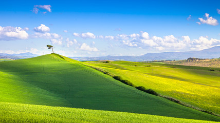 Tuscany panorama, rolling hills, fields, meadow and lonely tree. Italy