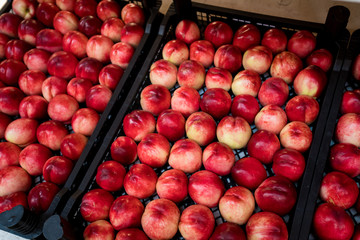 nectarines in the market