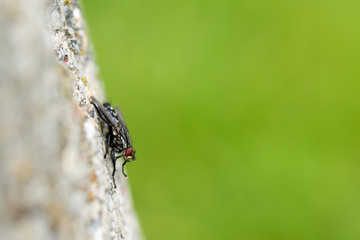 macro of a fly with soft background