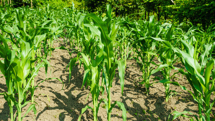 Fototapeta na wymiar organic young corn field at agriculture field