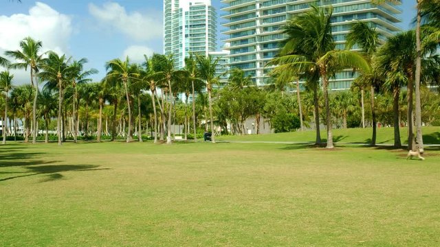 Super high definition video of a terrier dog chasing a ball at a park in popular Miami Beach with tall condo skyscrapers in the background.