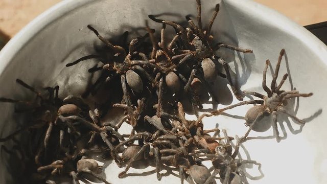 Close-up of wild caught tarantulas unable to climb out of a basin