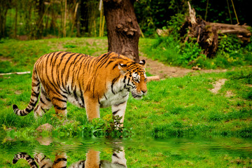 Tiger in forest. Tiger portrait