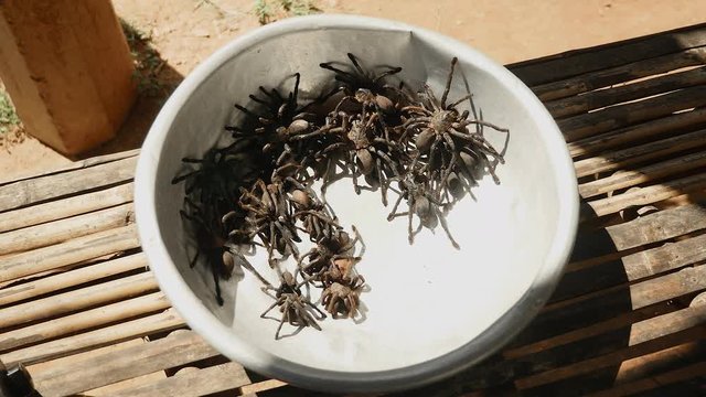 wild caught tarantulas unable to climb out of a basin
