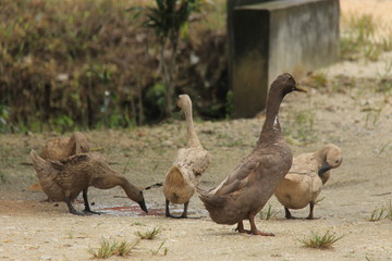 duck in the yard, foraging.