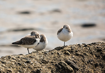 Little Shore Birds