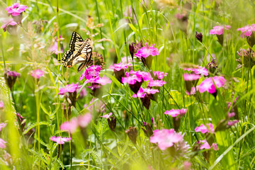 swallowtail on pink flower in meadow