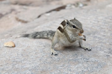 Three-striped Indian palm squirrel (Funambulus palmarum) in a park eating a piece of bread