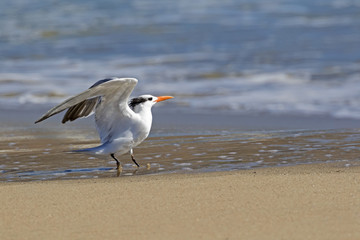 Bird shore bird tern at Malibu surf