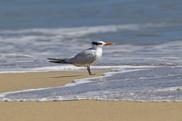 Bird tern shore bird