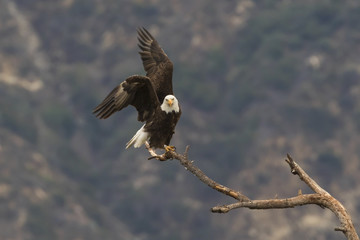 Bald eagle take-off from branch perch
