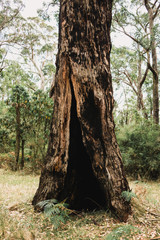 Obraz premium Tree trunk