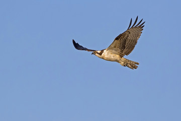 Fototapeta na wymiar Bird osprey wing span